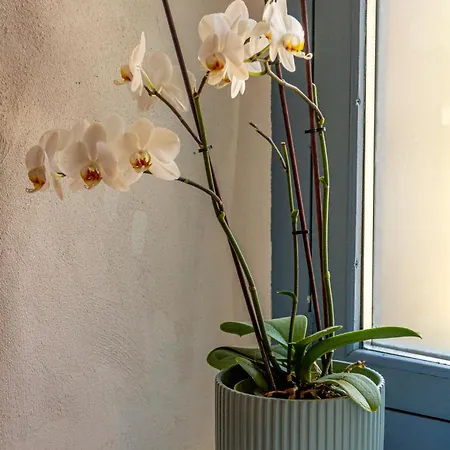 Apartamento Cellorico De Sabores - Local Celorico Da Beira