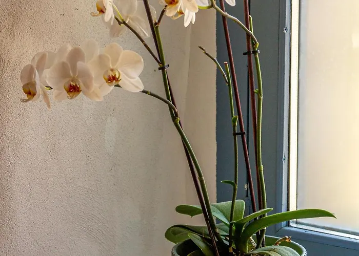 Lejlighed Cellorico De Sabores - Local Celorico Da Beira